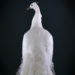 Monture Murale Taxidermie Paon Blanc Spectaculaire (Pavo Cristatus) - Pièce Décorative Unique