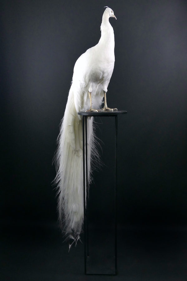 Paon blanc Pavo albus naturalisé sur socle Taxidermie rare (3/4)