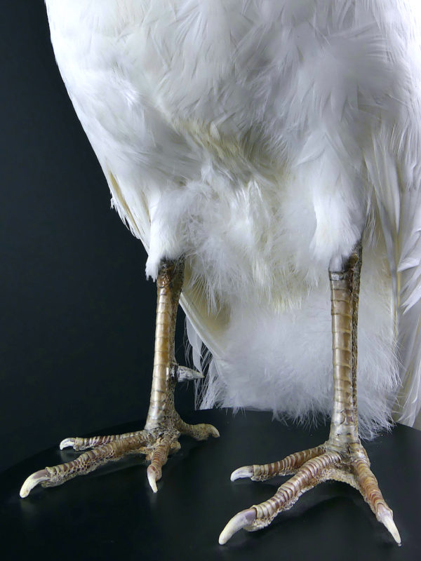 Paon blanc Pavo albus naturalisé sur socle Taxidermie rare (détail)