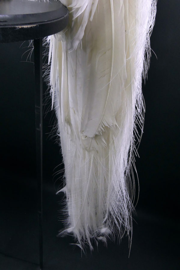 Paon blanc Pavo albus naturalisé sur socle Taxidermie rare (détail)