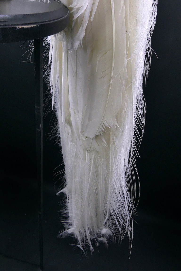 Monture Murale Taxidermie Paon Blanc - Pavo Cristatus - Pièce Décorative Incroyable Et Unique