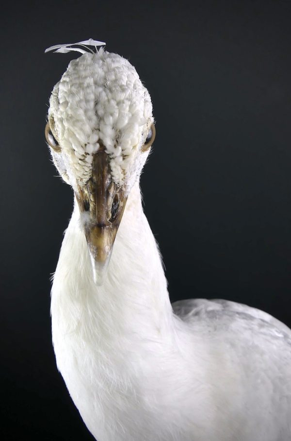 Paon blanc Pavo albus naturalisé sur socle Taxidermie rare (détail)
