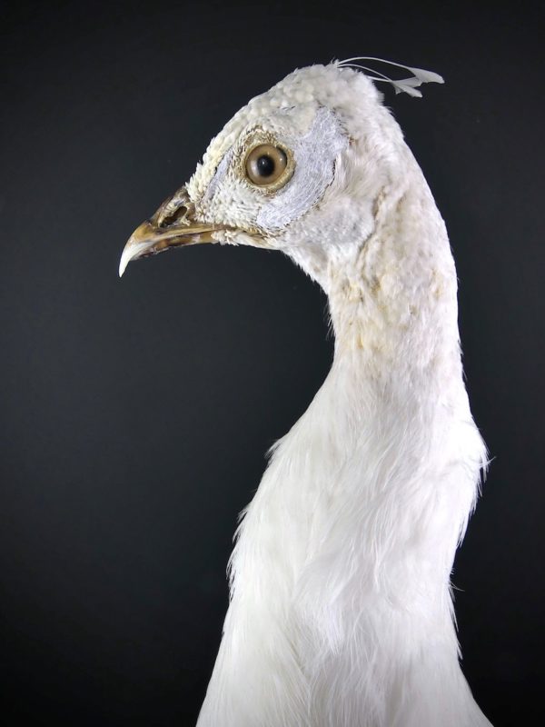 Paon blanc Pavo albus naturalisé sur socle Taxidermie rare (détail)