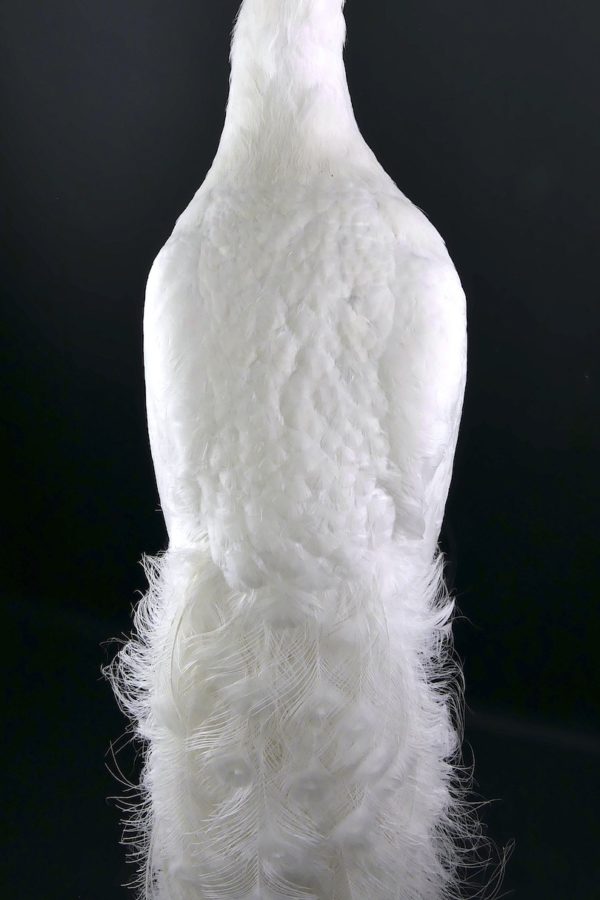 Paon blanc Pavo albus naturalisé sur socle Taxidermie rare (détail)