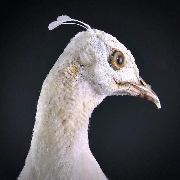Paon blanc Pavo albus naturalisé sur socle Taxidermie rare (détail)