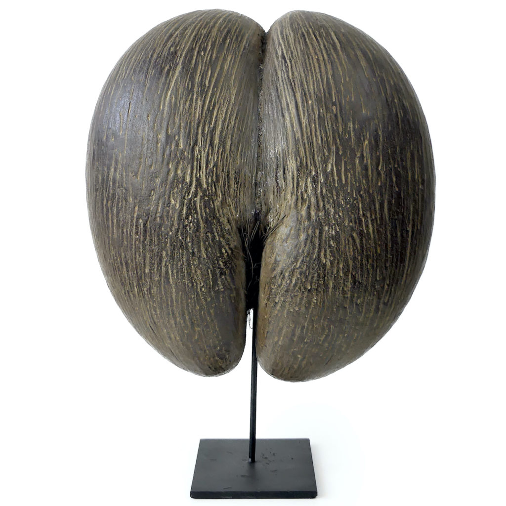 coco-fesses-graine-bilob-e-des-seychelles-sur-pied-oviry