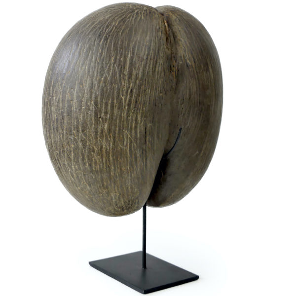 Coco-fesses graine bilobée des Seychelles sur pied (3/4 dos)