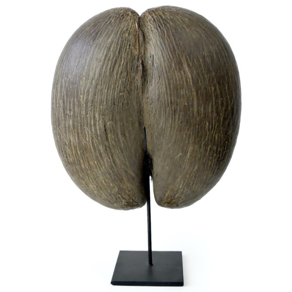 Coco-fesses graine bilobée des Seychelles sur pied (dos)
