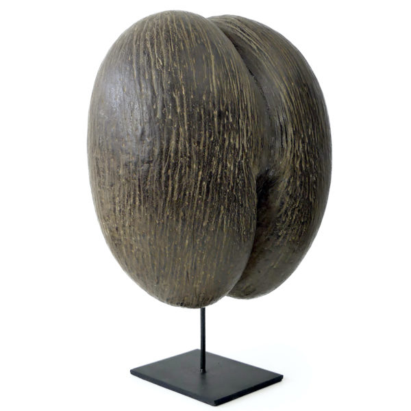 Coco-fesses graine bilobée des Seychelles sur pied (3/4)