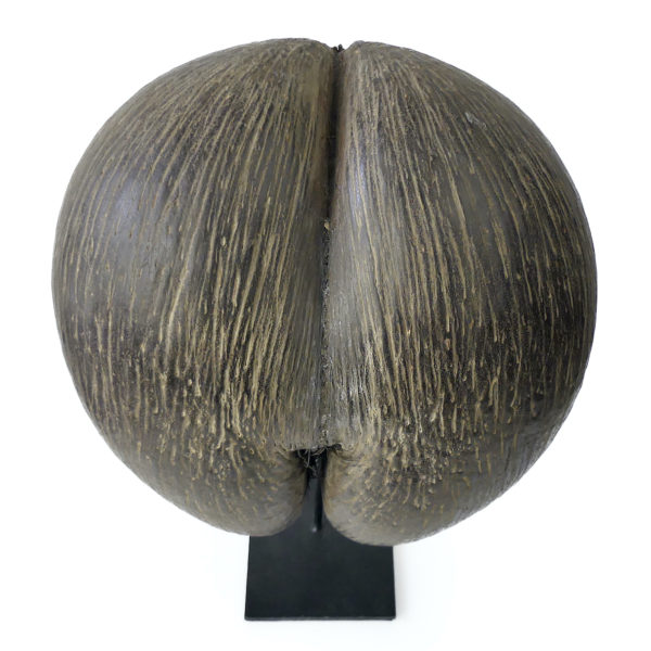 Coco-fesses graine bilobée des Seychelles sur pied (dessus)