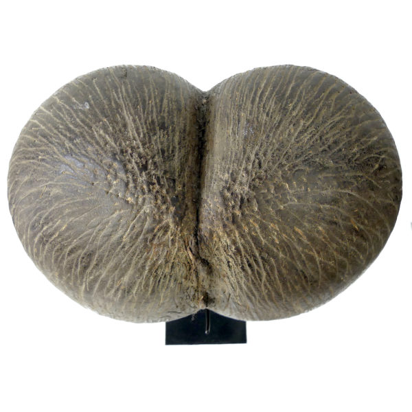 Coco-fesses graine bilobée des Seychelles sur pied (dessus)