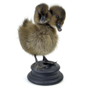 Chimère caneton brun bicéphale naturalisé sur socle en bois (3/4)