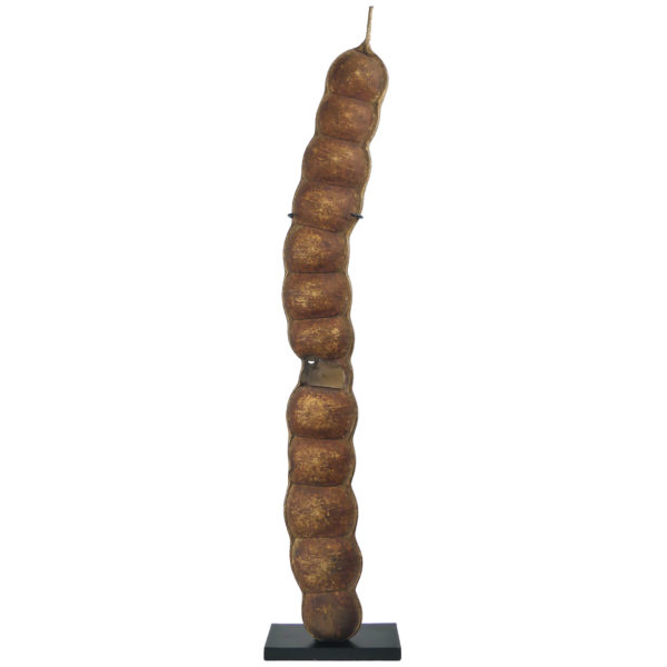 Grand haricot géant Entada rheedii sur socle Curiosité botanique (face)