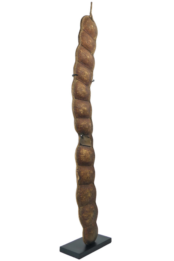 Grand haricot géant Entada rheedii sur socle Curiosité botanique (3/4)