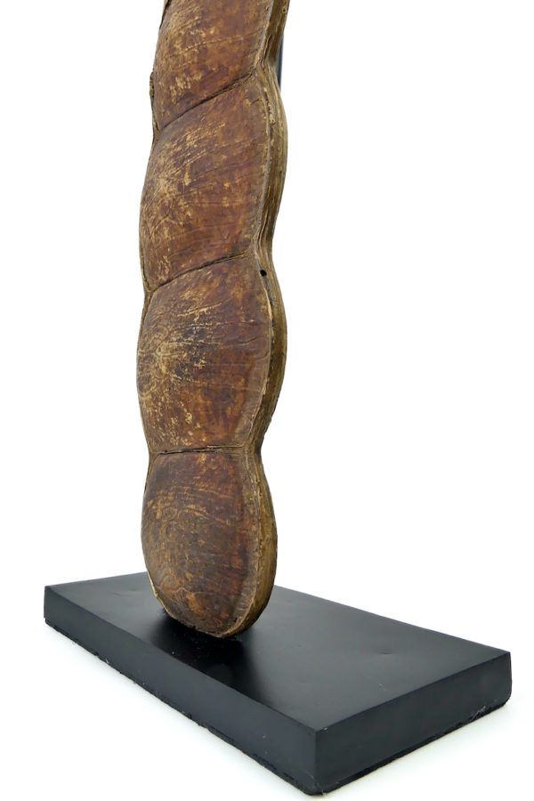 Grand haricot géant Entada rheedii sur socle Curiosité botanique (détail)