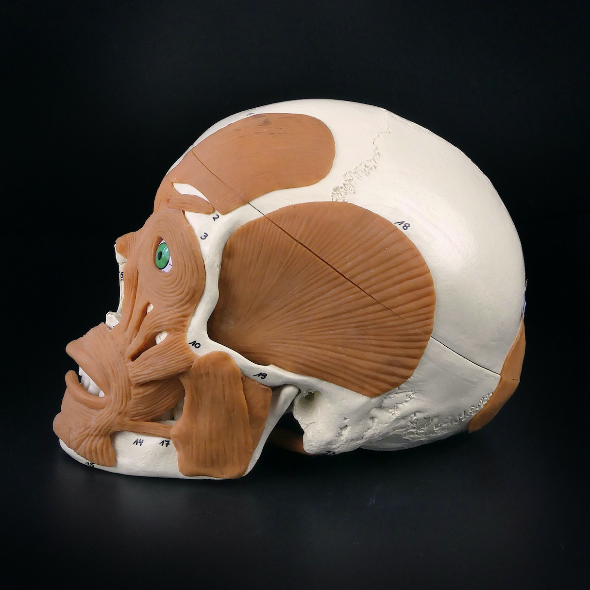 Crâne humain didactique numéroté - Modèle allemand - OVIRY