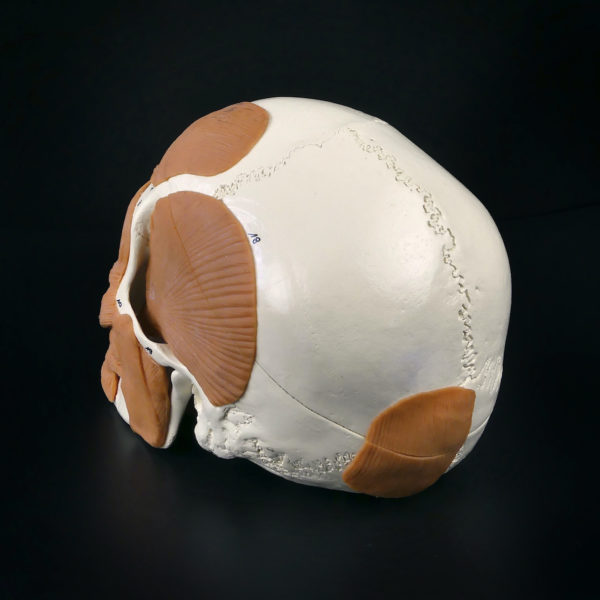 Crâne humain didactique numéroté Modèle anatomique allemand (3/4 dos)