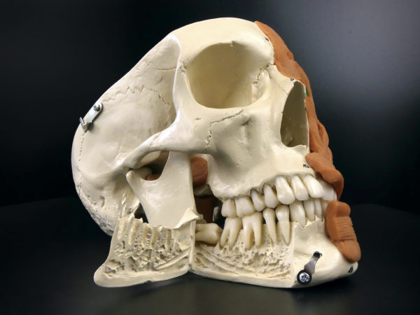 Crâne humain didactique numéroté Modèle anatomique allemand (3/4 détail)