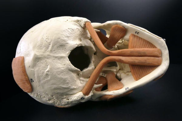 Crâne humain didactique numéroté Modèle anatomique allemand (dessous)