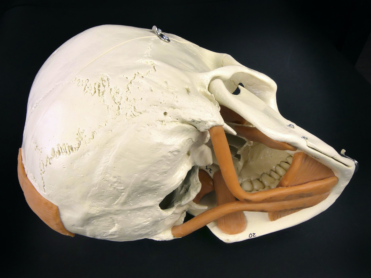 Crâne humain didactique numéroté - Modèle anatomique allemand