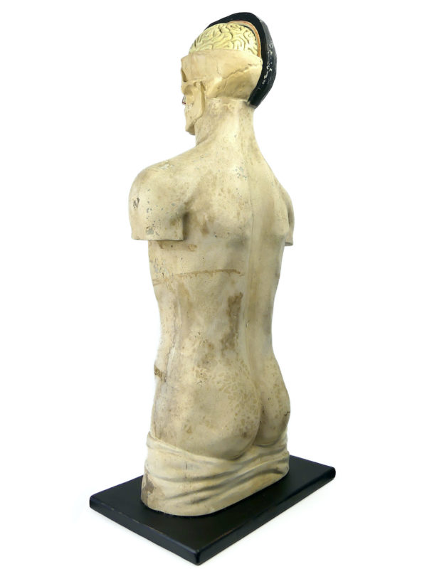 Grand mannequin clastique Phywe sur socle en bois Allemagne 1950 (3/4 dos)