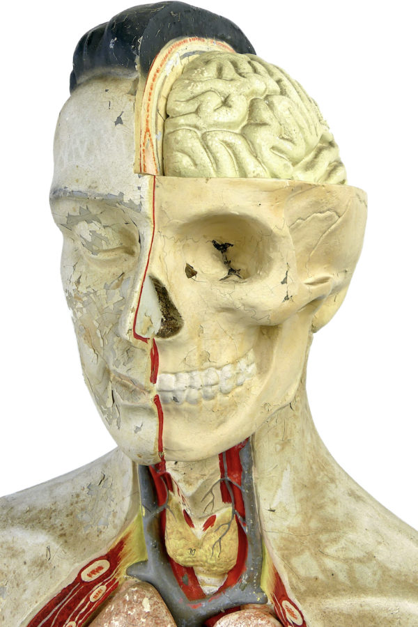 Grand mannequin clastique Phywe sur socle en bois Allemagne 1950 (détail)