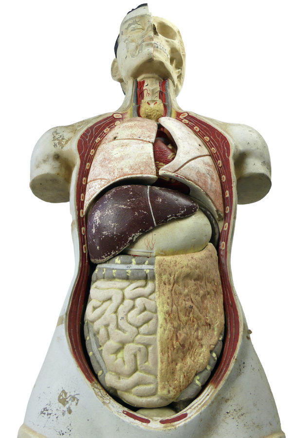 Grand mannequin clastique Phywe sur socle en bois Allemagne 1950 (dessous)