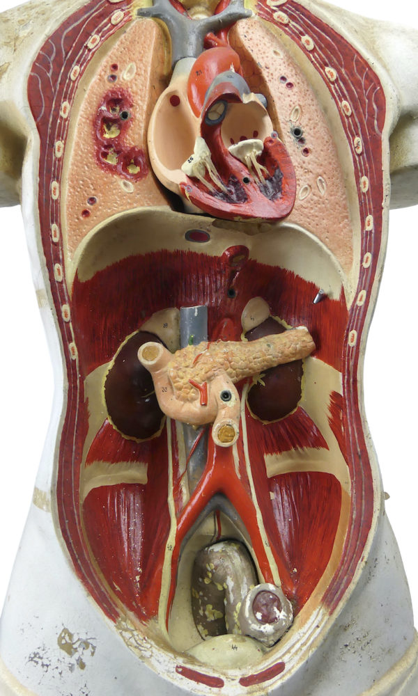 Grand mannequin clastique Phywe sur socle en bois Allemagne 1950 (détail)