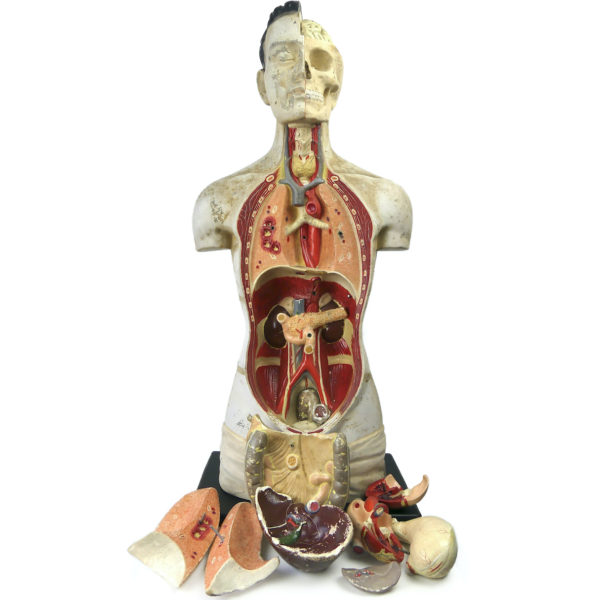 Grand mannequin clastique Phywe sur socle en bois Allemagne 1950 (détails)