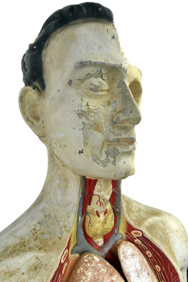 Grand mannequin clastique Phywe sur socle en bois Allemagne 1950 (détail)