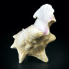 Strombe géant Lambi Lobatus gigas grand coquillage de collection (profil)