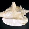 Strombe géant Lambi Lobatus gigas grand coquillage de collection (dessus)