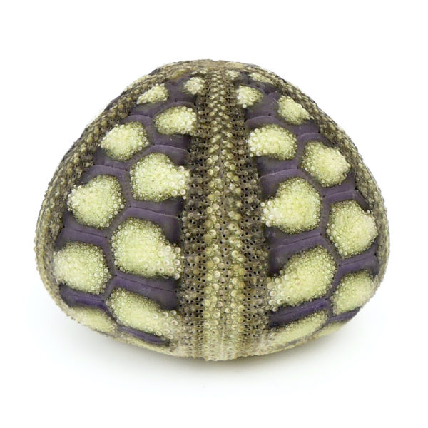 Microcyphus rousseaui test Oursin zig-zag Temnopleuridae Oman (face)