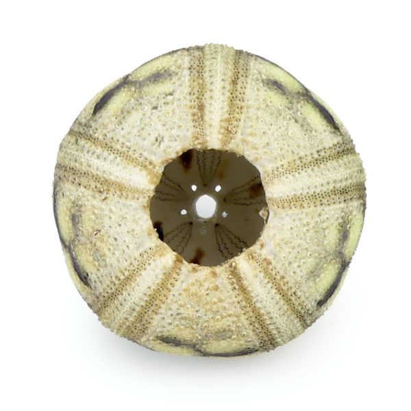 Microcyphus rousseaui test Oursin zig-zag Temnopleuridae Oman (dessous)