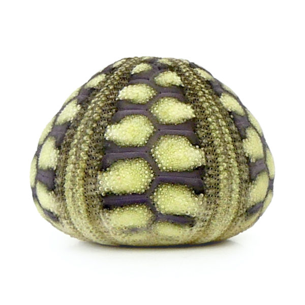 Microcyphus rousseaui test Oursin zig-zag Temnopleuridae Oman (face)