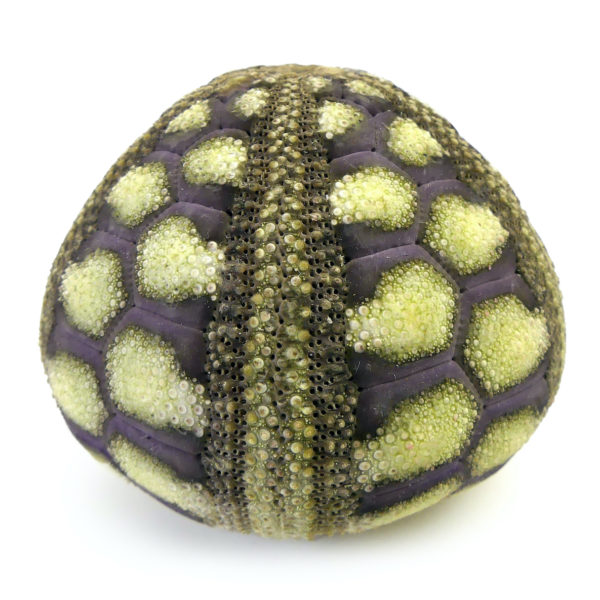 Microcyphus rousseaui test Oursin zig-zag Temnopleuridae Oman (face)