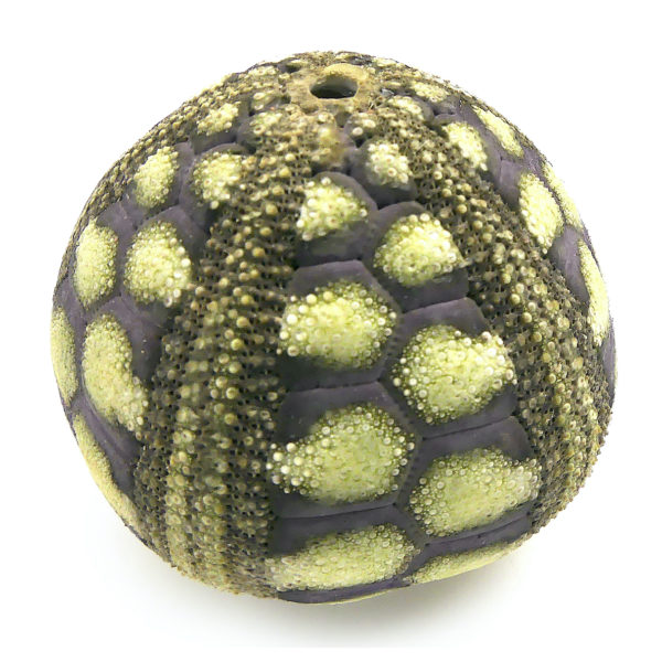 Microcyphus rousseaui test Oursin zig-zag Temnopleuridae Oman (dessus 3/4)