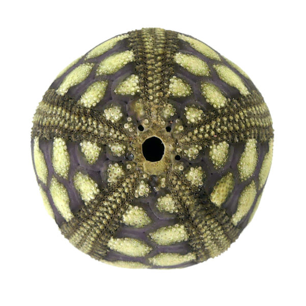 Microcyphus rousseaui test Oursin zig-zag Temnopleuridae Oman (dessus)