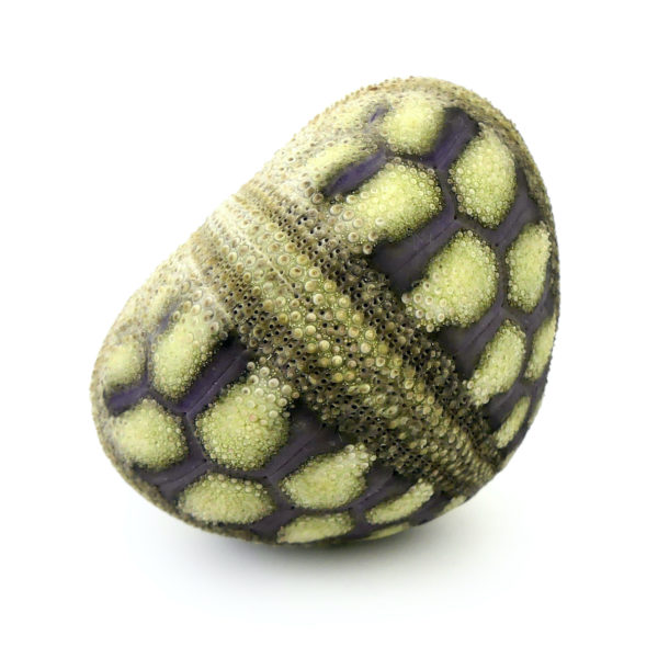 Microcyphus rousseaui test Oursin zig-zag Temnopleuridae Oman (profil)