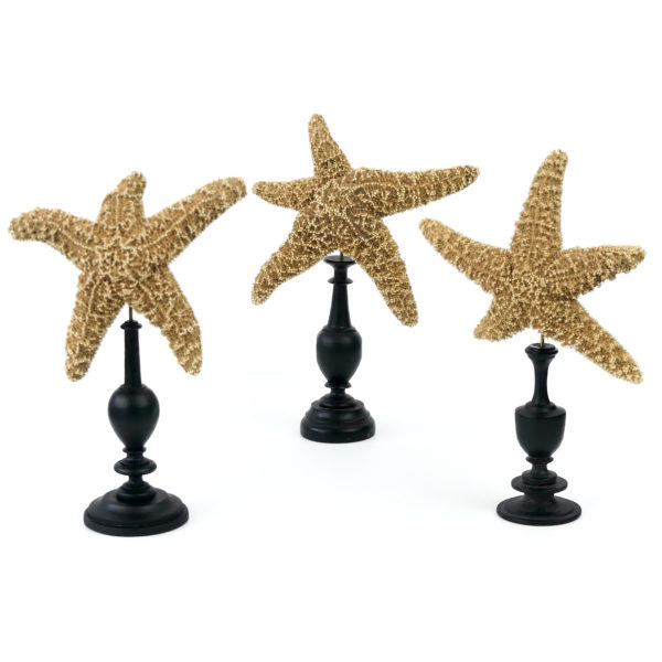 3 étoiles de mer Freaks montées sur pied en bois tourné (face)