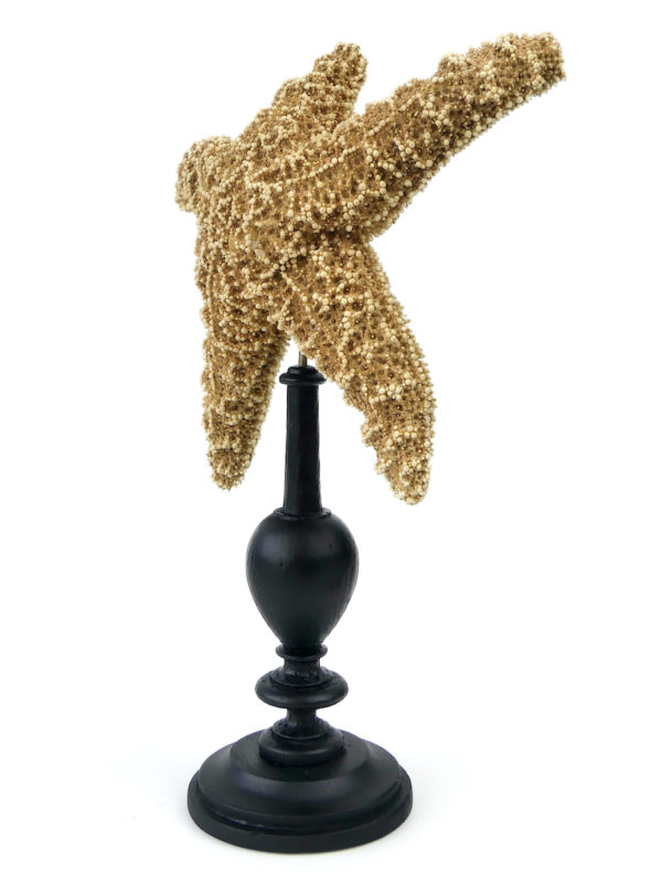 3 étoiles de mer Freaks montées sur pied en bois tourné - 1