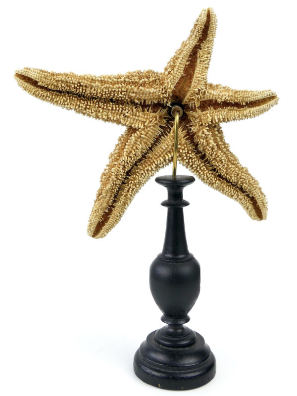 3 étoiles de mer Freaks montées sur pied en bois tourné - 2