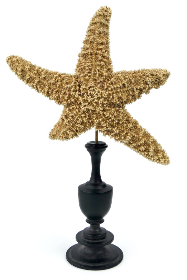 3 étoiles de mer Freaks montées sur pied en bois tourné - 3