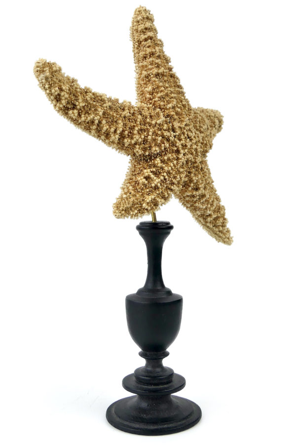 3 étoiles de mer Freaks montées sur pied en bois tourné - 3