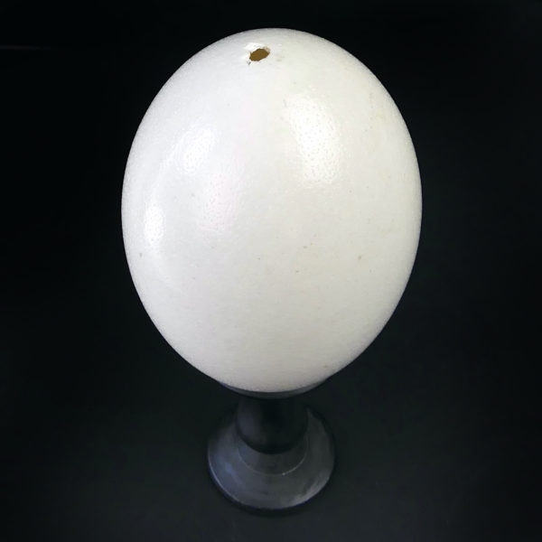 Œuf de nandou véritable sur pied en bois tourné noir (dessus 3/4)