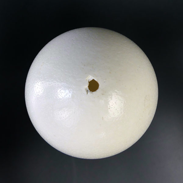 Œuf de nandou véritable sur pied en bois tourné noir (dessus)