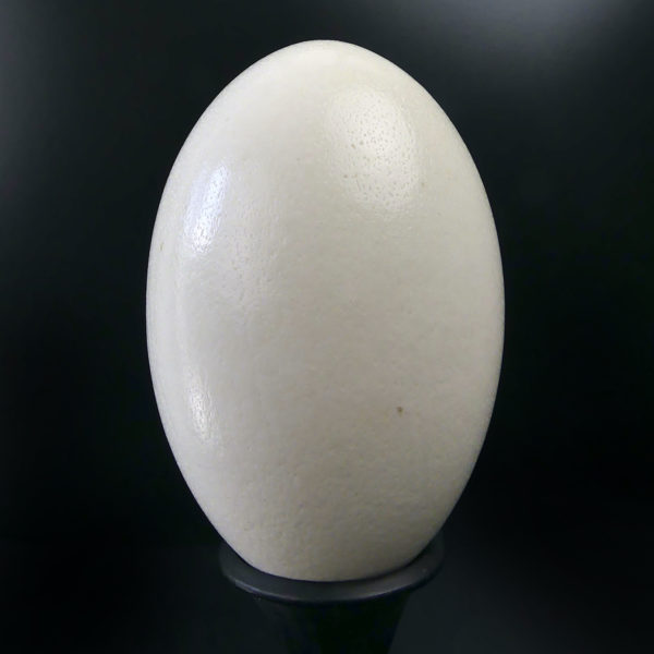 Œuf de nandou véritable sur pied en bois tourné noir (face)