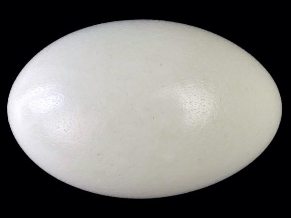 Œuf de nandou véritable sur pied en bois tourné noir (profil)