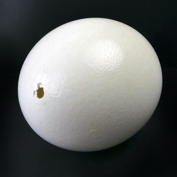 Œuf de nandou véritable sur pied en bois tourné noir (3/4)