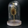 Squelette de souris des champs sur chardon sous cloche de verre (face)